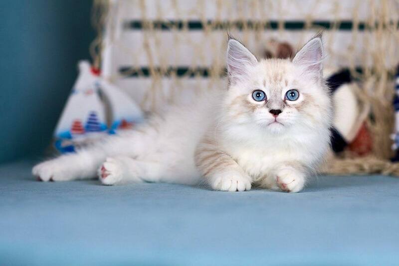 Don Juan Siberian male black silver with white tabby pointed - live animals