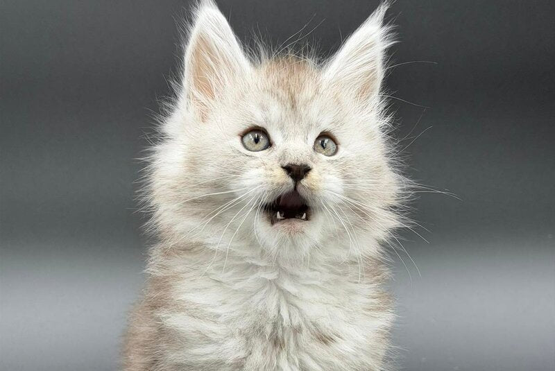 Ronald Maine Coon polydactyl male black silver spotted tabby - live animals