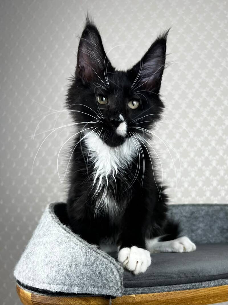 Oscar Maine Coon male, black bicolour