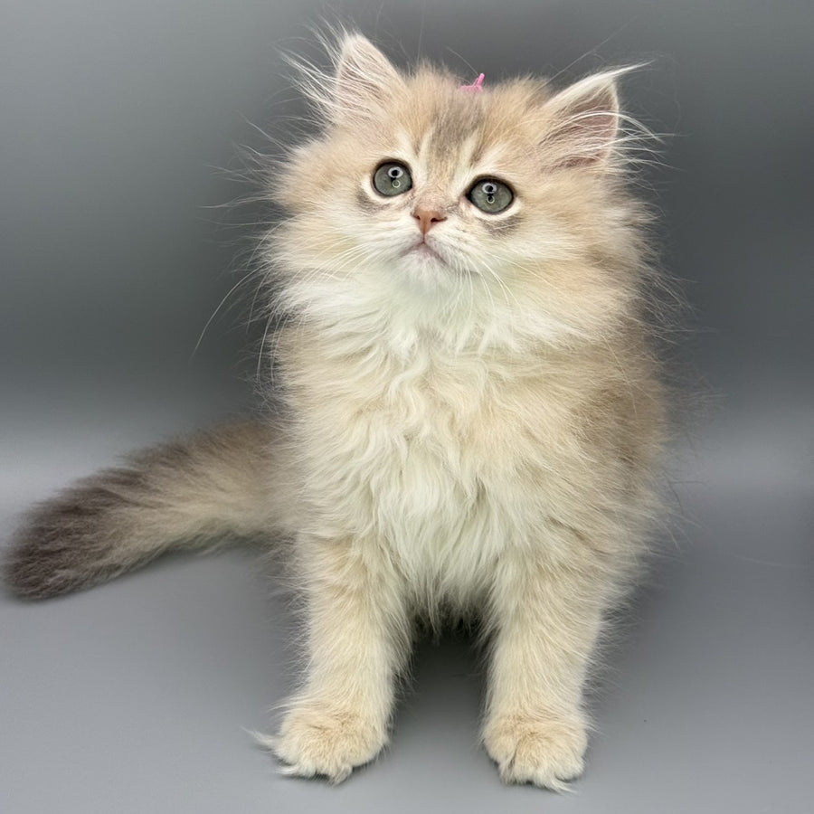 Jardin Scottish Straight female, blue golden shaded