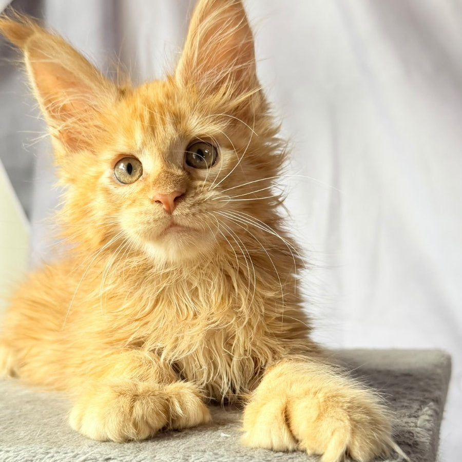 Nexus Maine Coon polydactyl 7x6x6x6 male, red