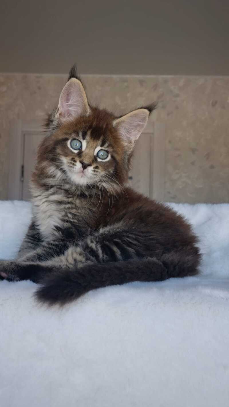 Leopold Maine Coon male black ticked tabby live animals