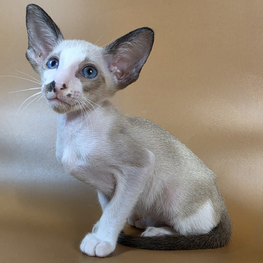Cheesecake Oriental Shorthair male, black mitted