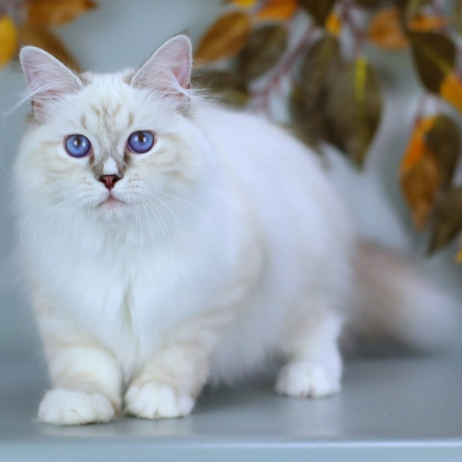 Gala Siberian female, blue with white tabby pointed