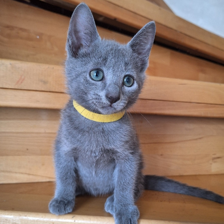 Cesar Russian Blue male, blue