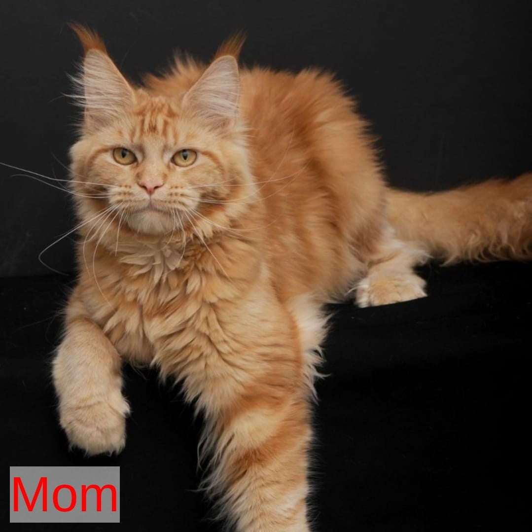 Riana Maine Coon female, red