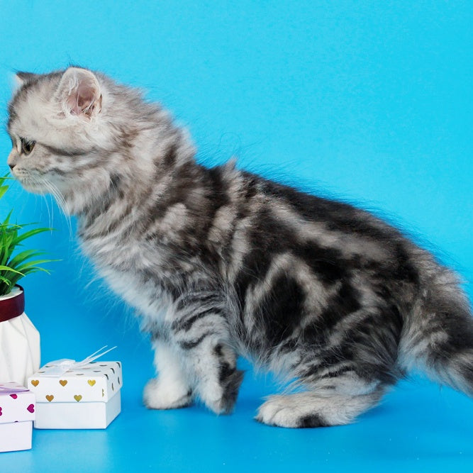 Yalvina British Shorthair female, black silver tabby