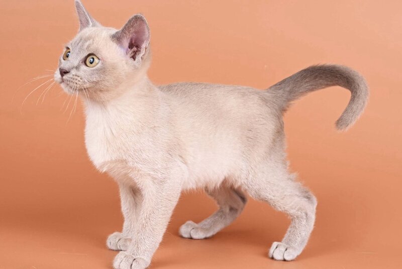 Zarden Burmese male, lilac