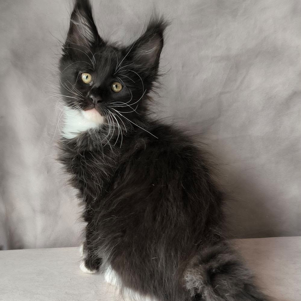 Phantom Maine Coon male, black bicolour