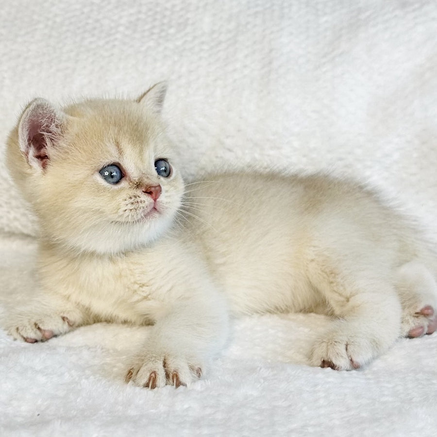 Galaxy Star British Shorthair male, lilac golden shaded