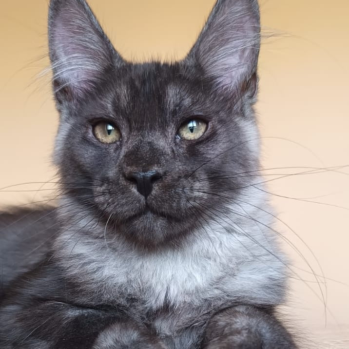 Dixon Maine Coon male, black silver