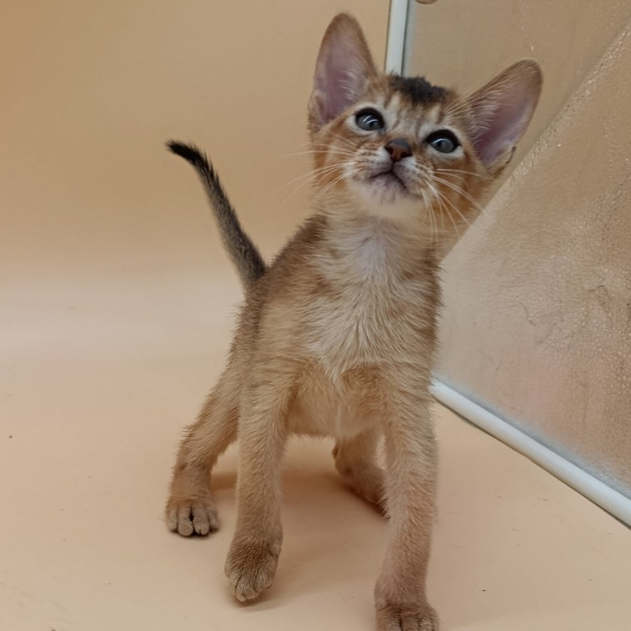 Nelson Abyssinian male, black