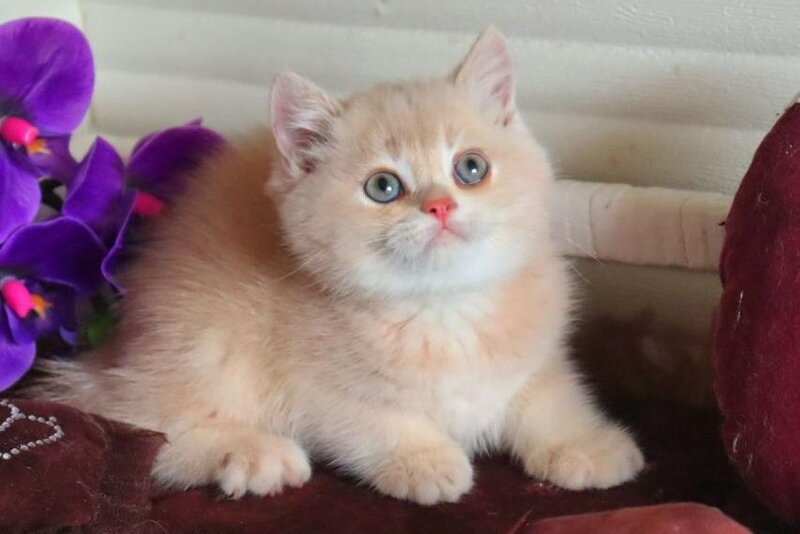 Roman British Shorthair male, cream golden chinchilla