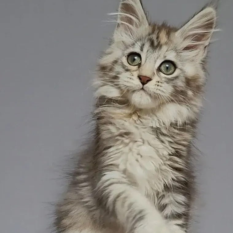 Hizar Maine Coon female, black tortie silver tabby