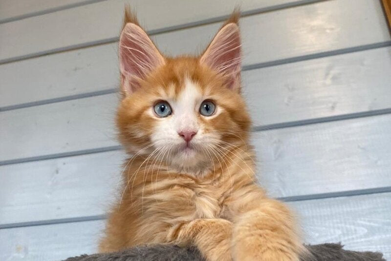 Tutti Frutti Maine Coon male, red tabby with white