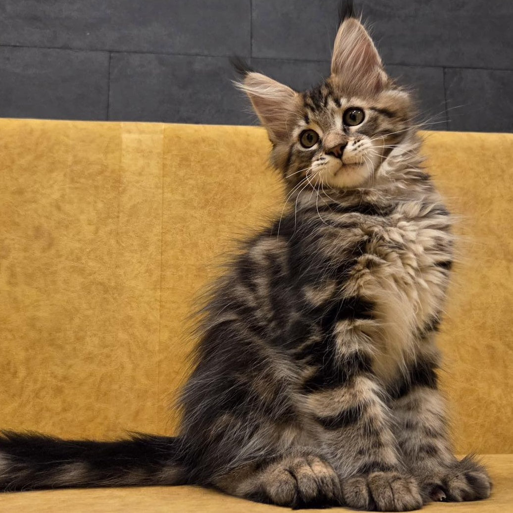 Rostislav Maine Coon polydactyl 6x6x6x6 male, black tabby