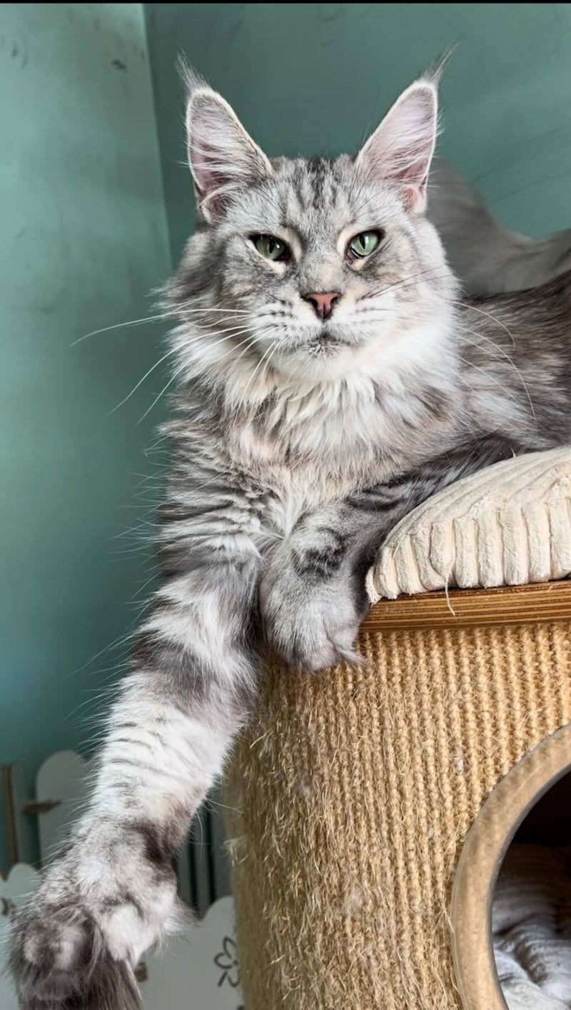 Bumblebee Maine Coon polydactyl male, black silver spotted tabby