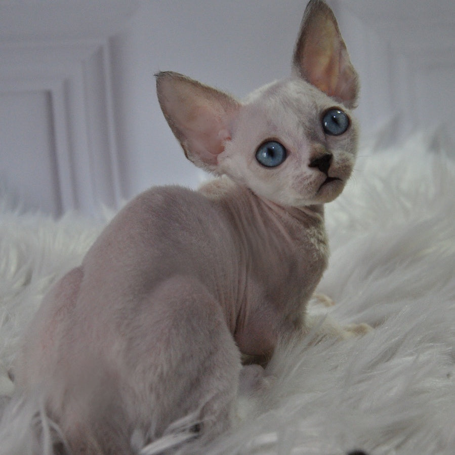 Mark Devon Rex male, blue tabby pointed