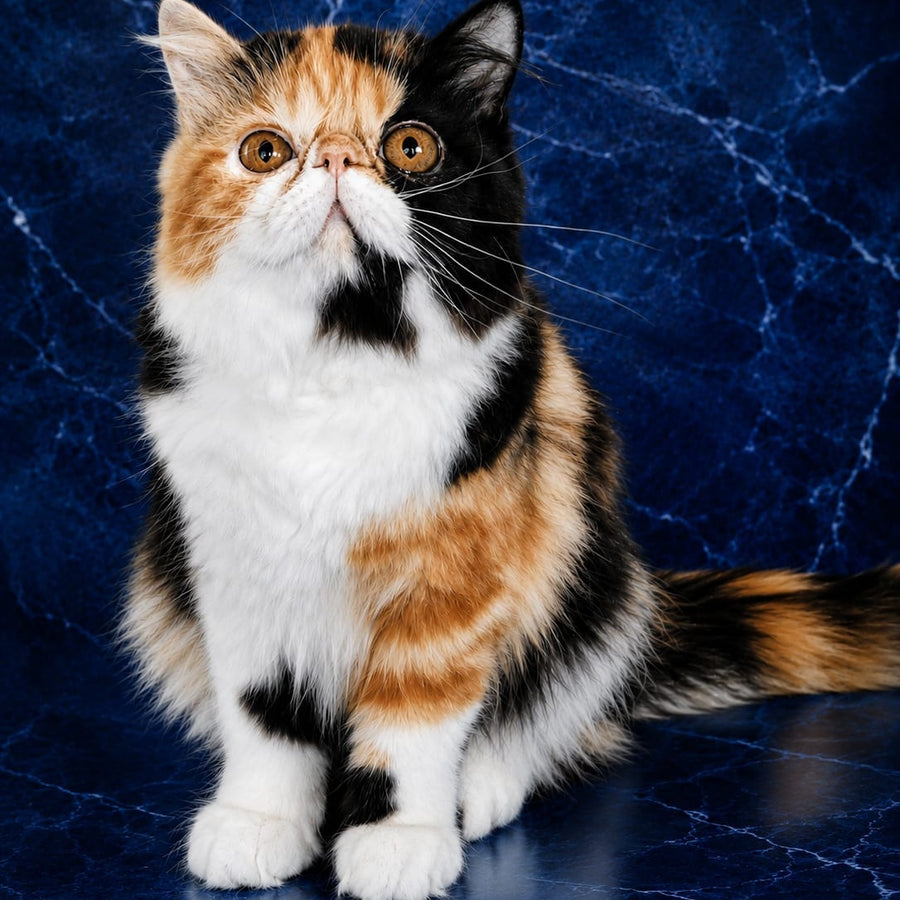 Olympia Persian female, black tortie bicolour