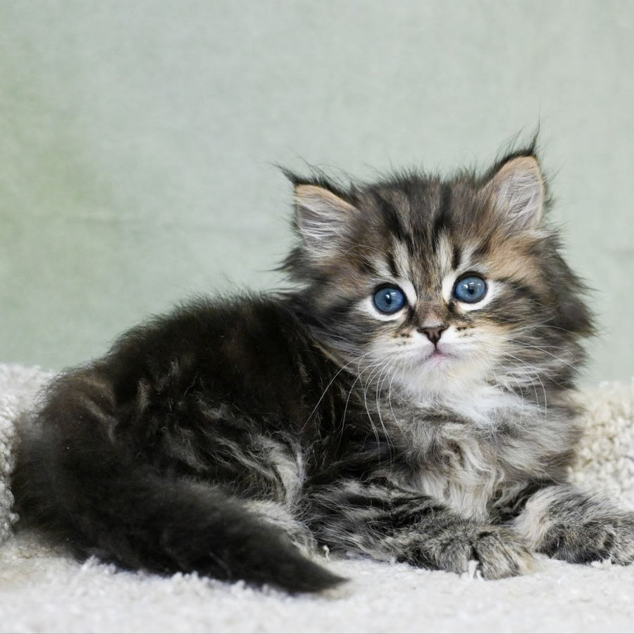 Leo Siberian male, black tabby