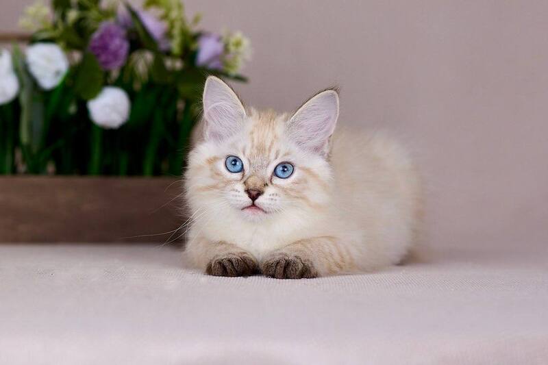 Halva Siberian female black tabby pointed - live animals