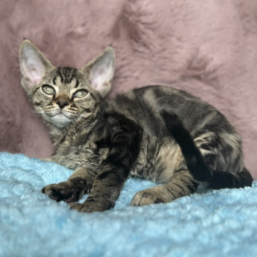 Xanti Devon Rex female, black tabby