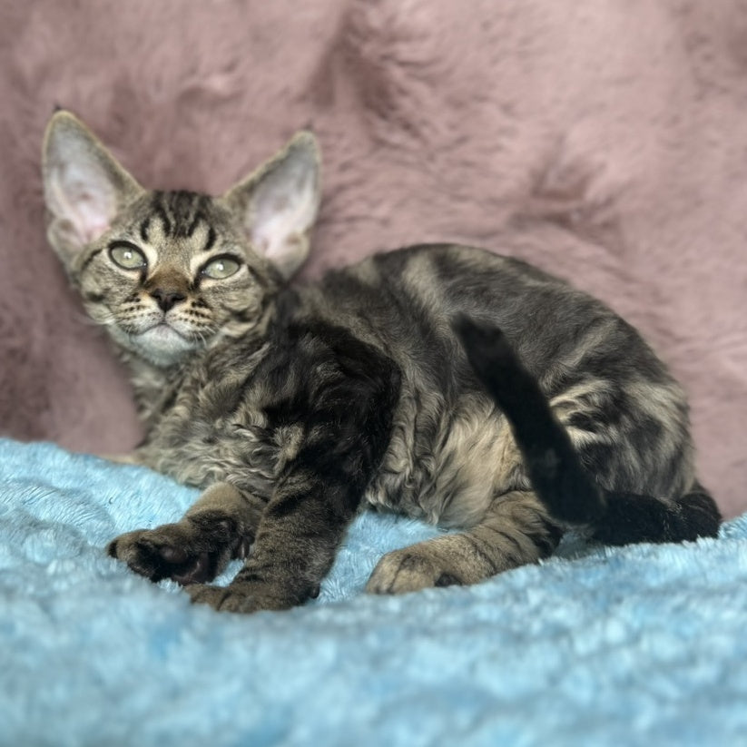 Xanti Devon Rex female, black tabby
