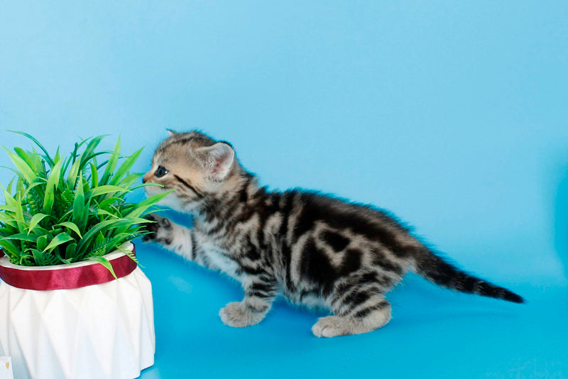 Kamilla British Shorthair female black silver tabby - live animals