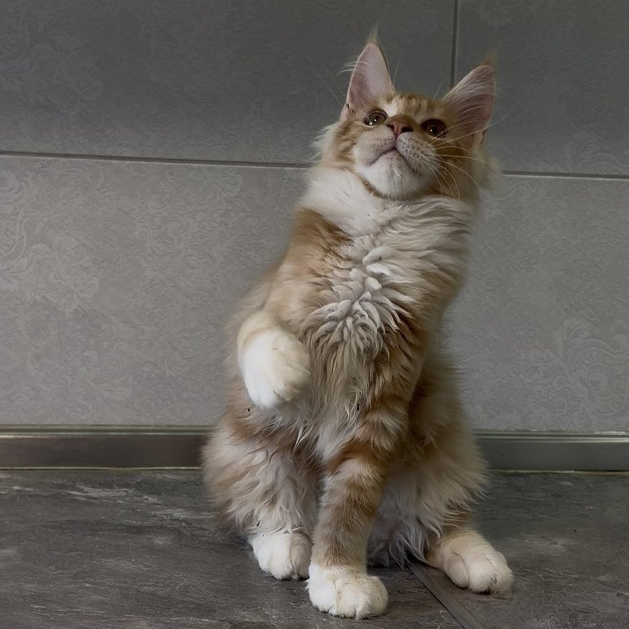 Adam Maine Coon male, red with white