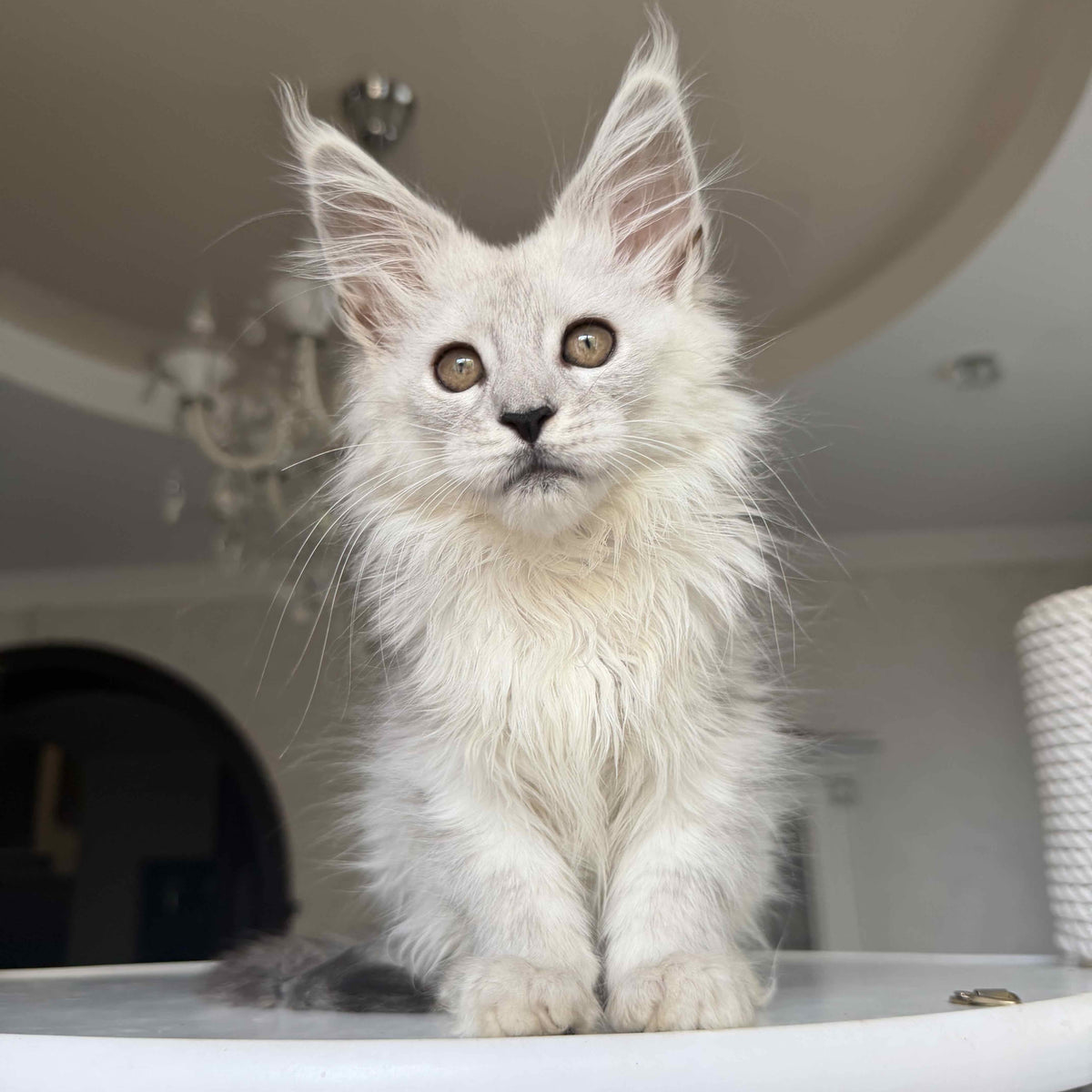 Diora Maine Coon female, black silver shaded