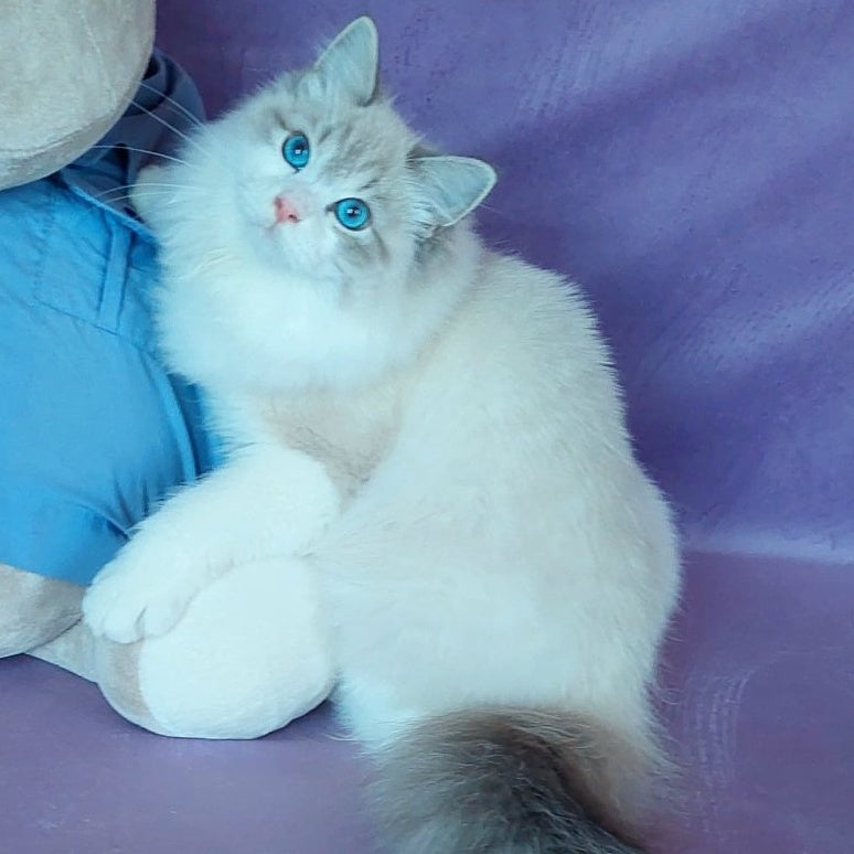 Nummarius Siberian male, blue bicolour tabby pointed