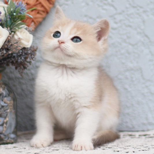 Celine British Shorthair female, blue golden shaded bicolour