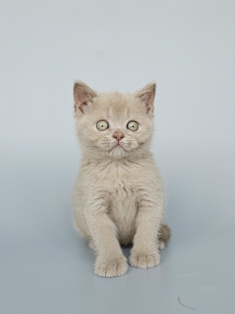 Ami British Shorthair female, fawn