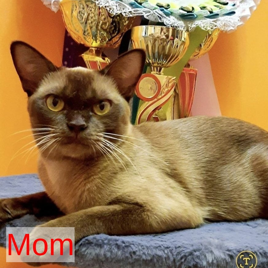Hardi Burmese male, black