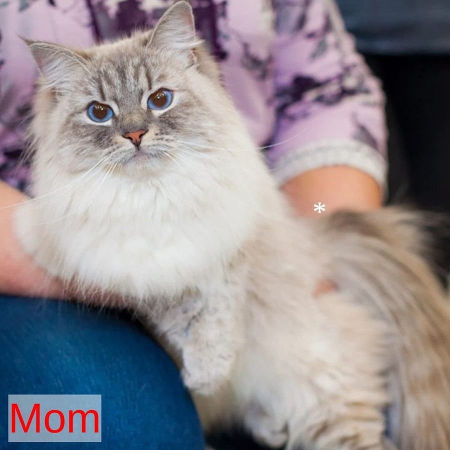 Izium Siberian male, blue tabby pointed bicolour