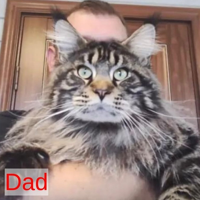 Bazilio Maine Coon polydactyl 6x6x6x6 male, red tabby with white