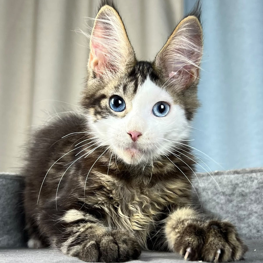 Penelope Maine Coon female, black tabby with white