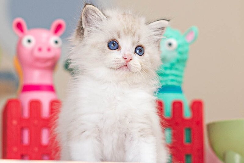 Vita Ragdoll female, seal lynx bicolour