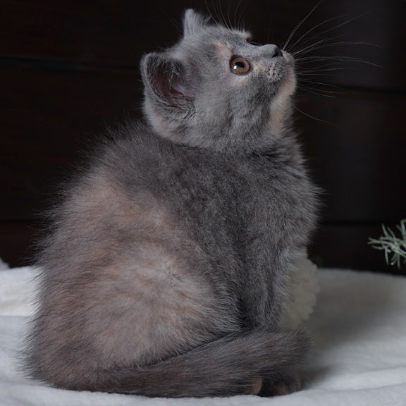 Aivi British Shorthair female, blue tortie