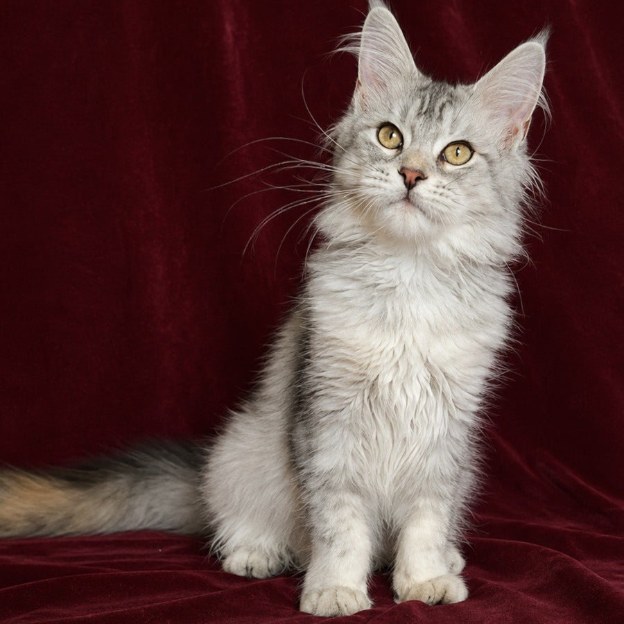 Gilded Maine Coon female, black tortie silver ticked tabby