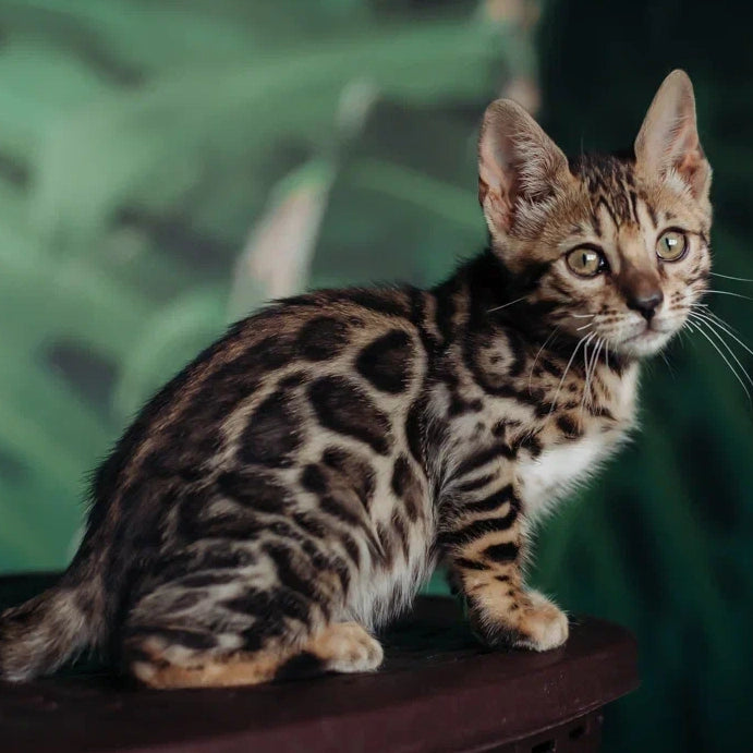 Frida Bengal female, black spotted tabby
