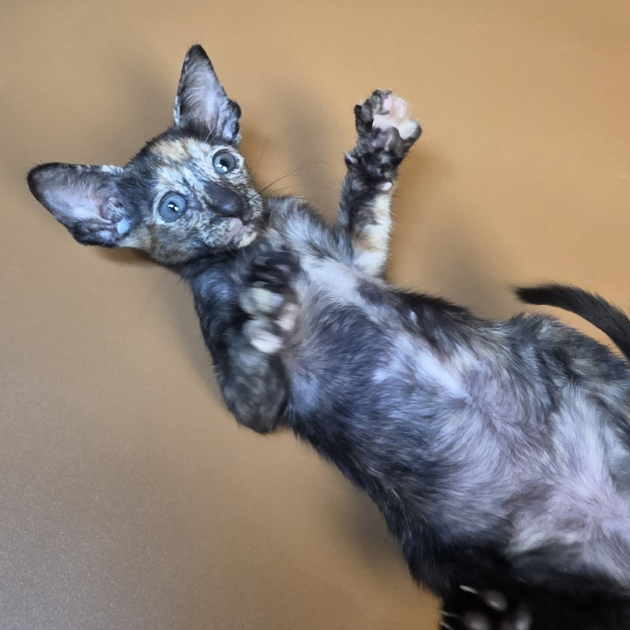 Fenja Oriental Shorthair female, black tortie