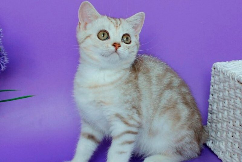 Kleo British Shorthair female, chocolate silver tabby
