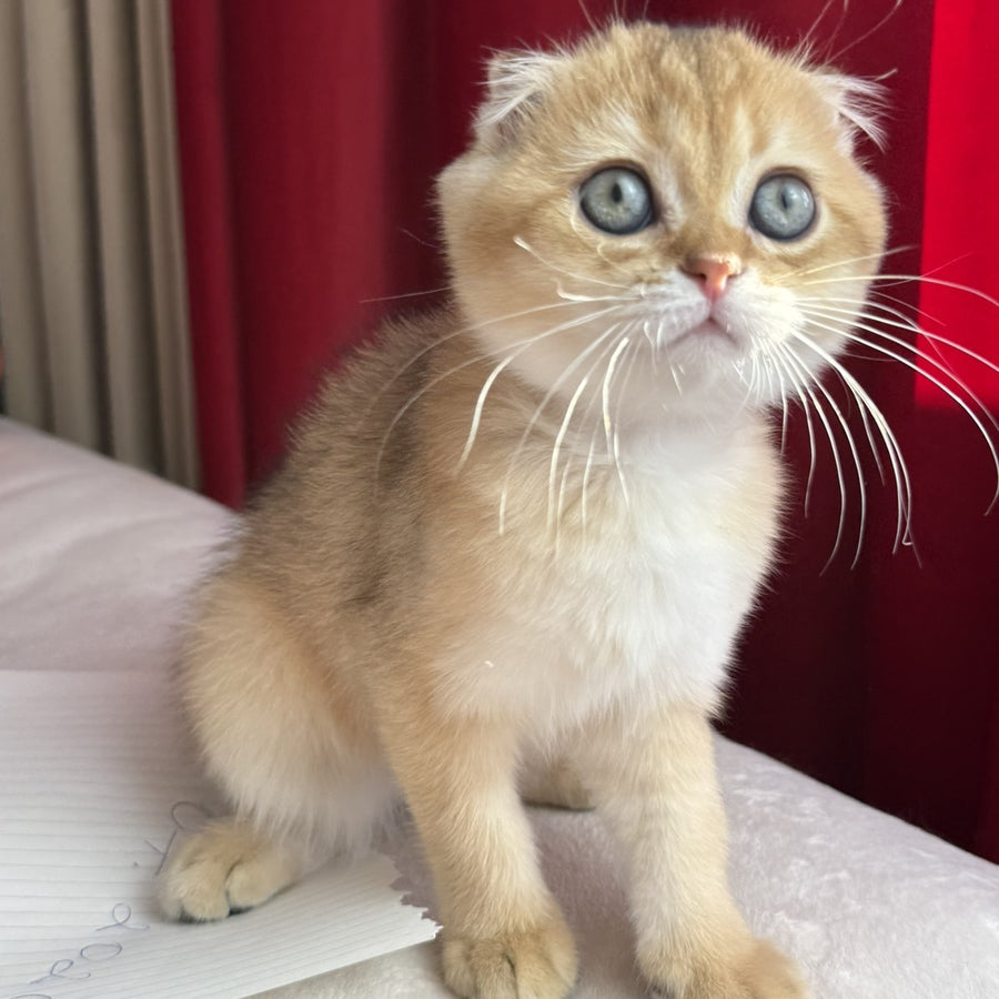 Elvis Scottish Fold male, black golden shaded