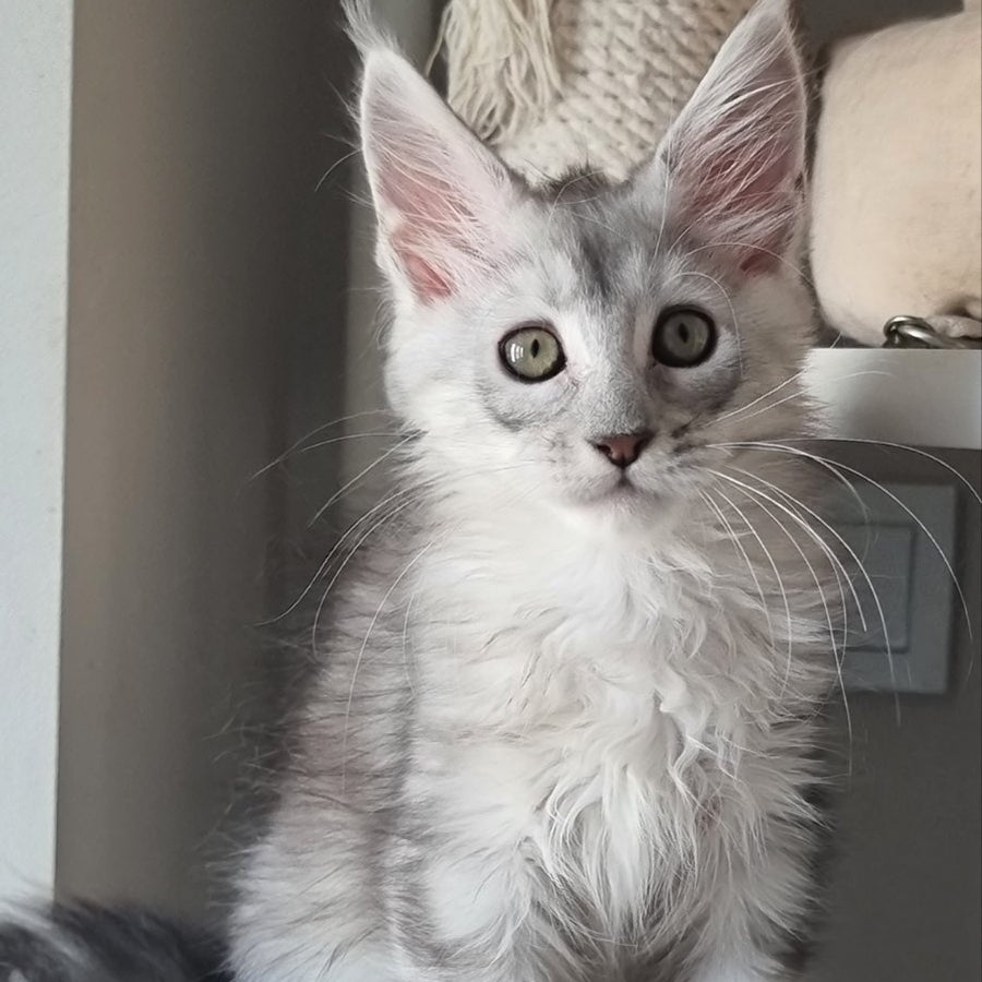 Eveta Maine Coon female, black silver tabby
