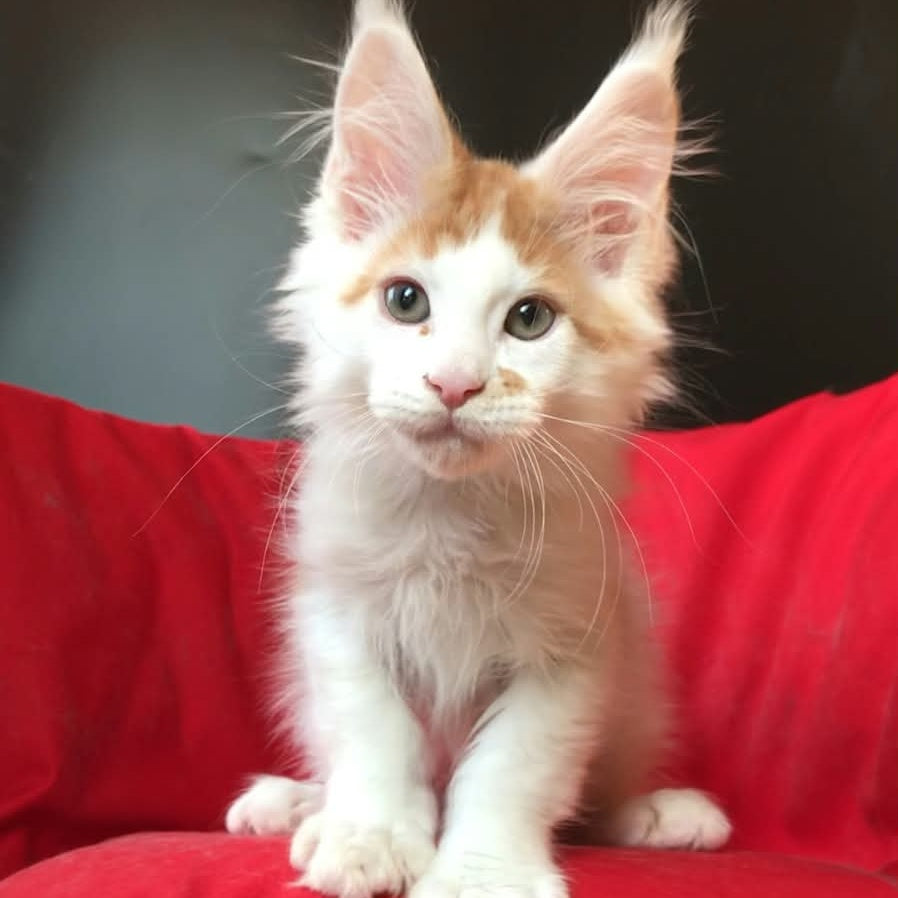Gustaff Maine Coon male, red bicolour