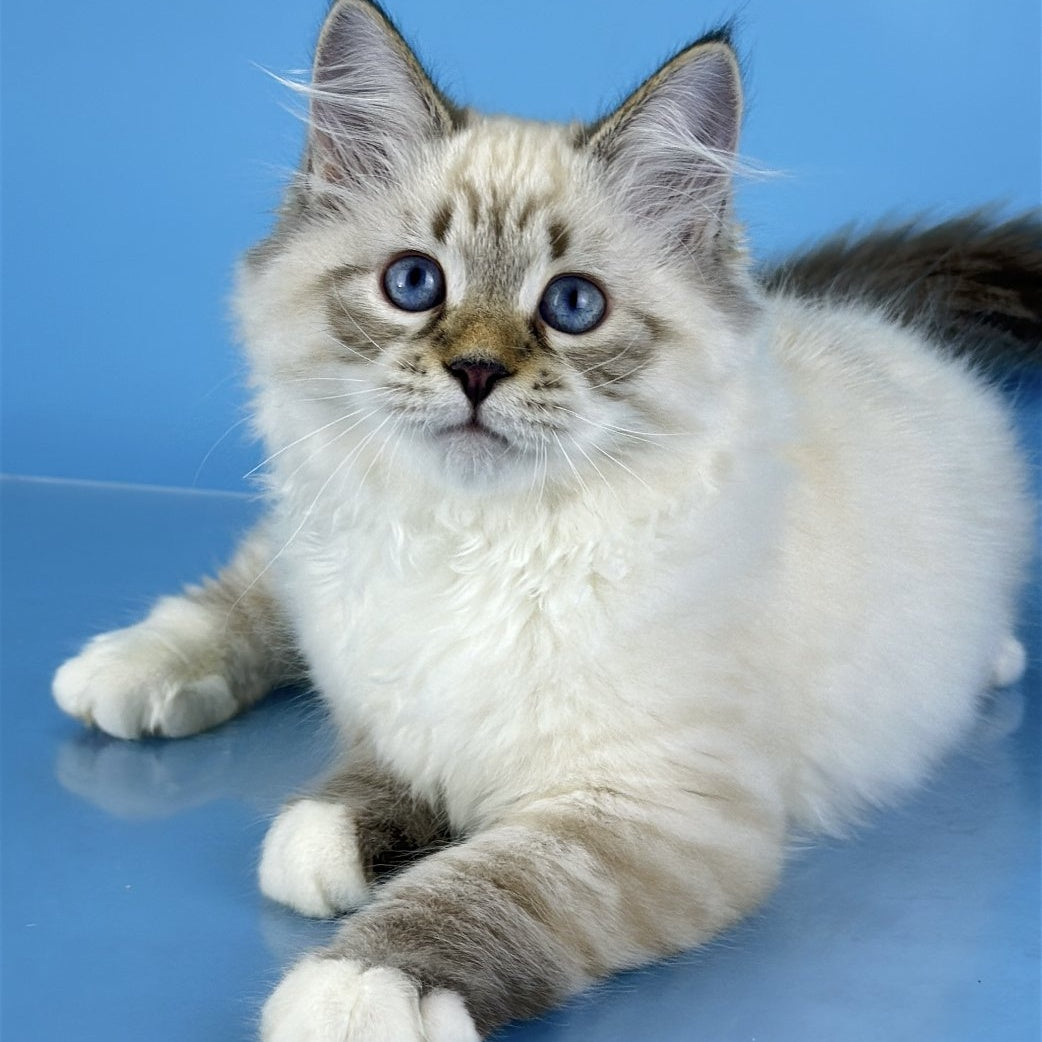 Arctic Siberian male, black tabby pointed bicolour
