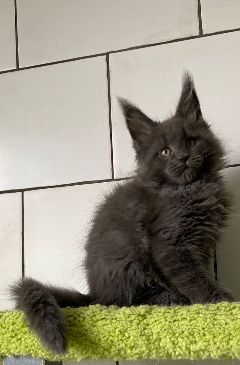 Vilyu Maine Coon polydactyl male, blue