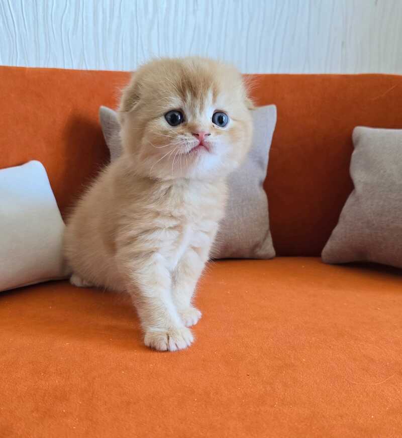 Olympic Scottish Fold male red ticked tabby - live animals