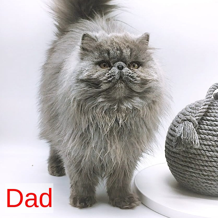 Shiro Persian male, white